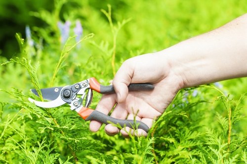Controlled tree surgery work in a Regents Park garden environment